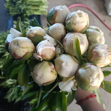 菏泽冷棚芍药鲜切花上市了，需要的老板们联系