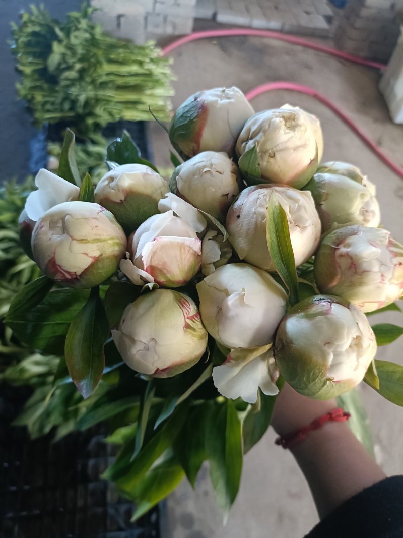 菏泽冷棚芍药鲜切花上市了，需要的老板们联系