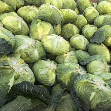 大吨位供应包菜莲花白莲白802多图902奥奇拉只发整车