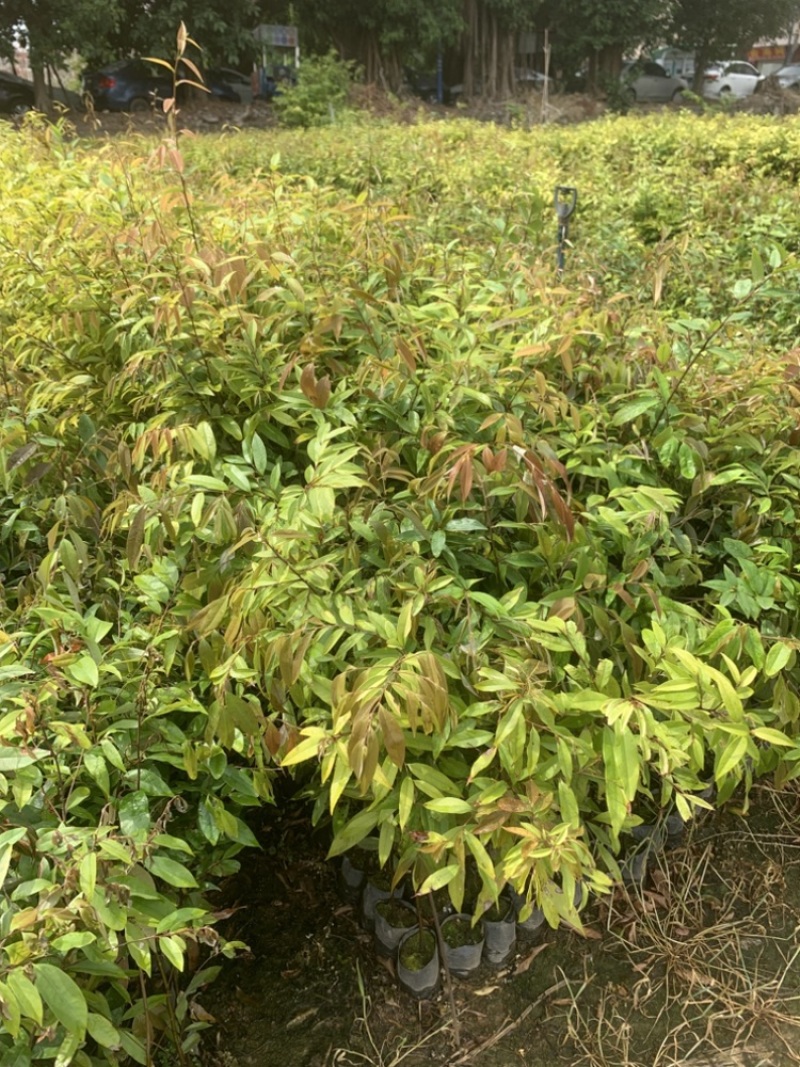 红椎苗绿化工程苗造林绿化苗木红椎米椎