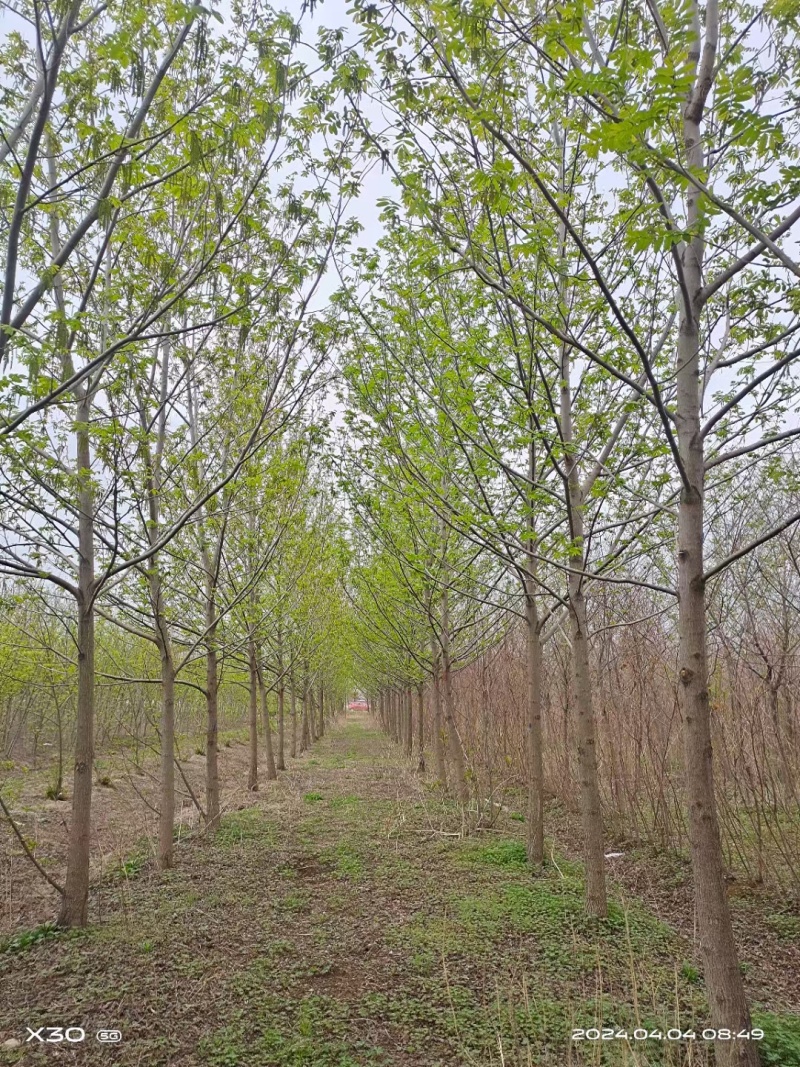 北方枫杨，物美价廉。