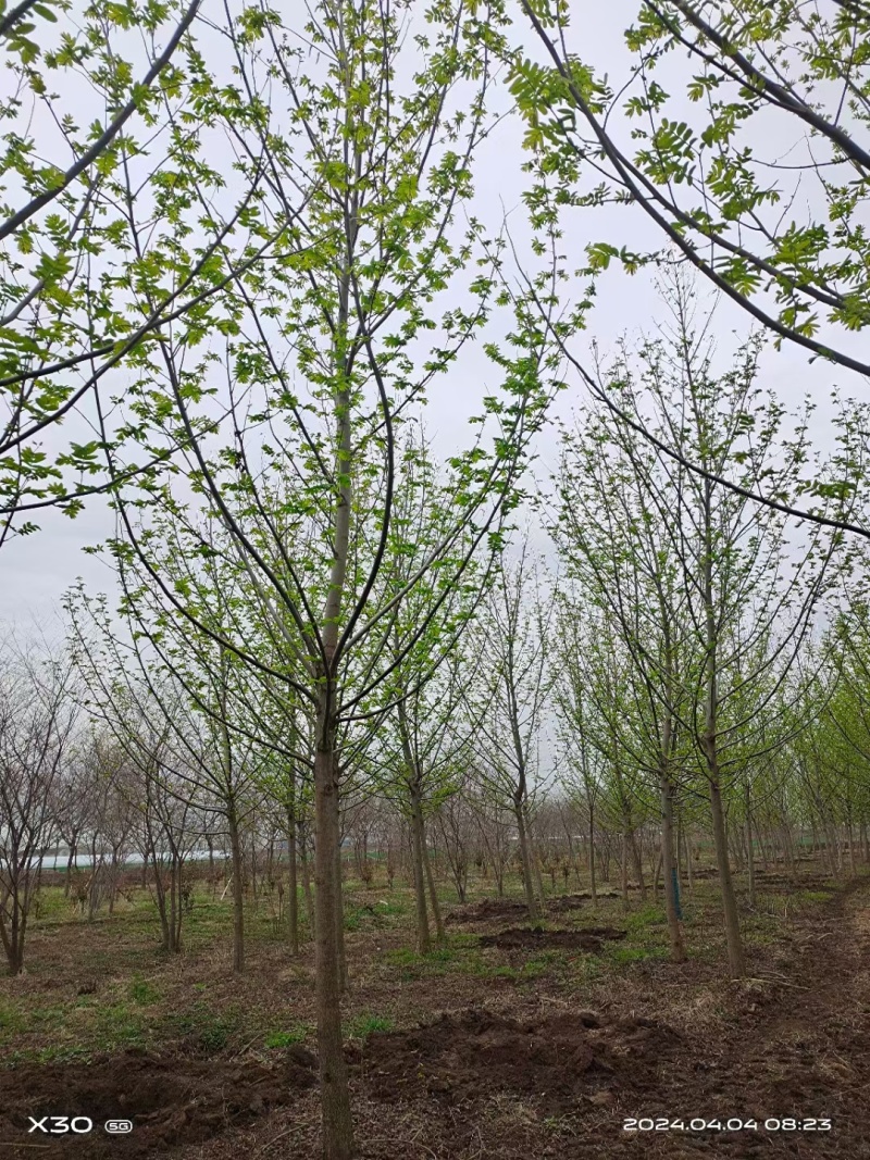 北方枫杨，物美价廉。