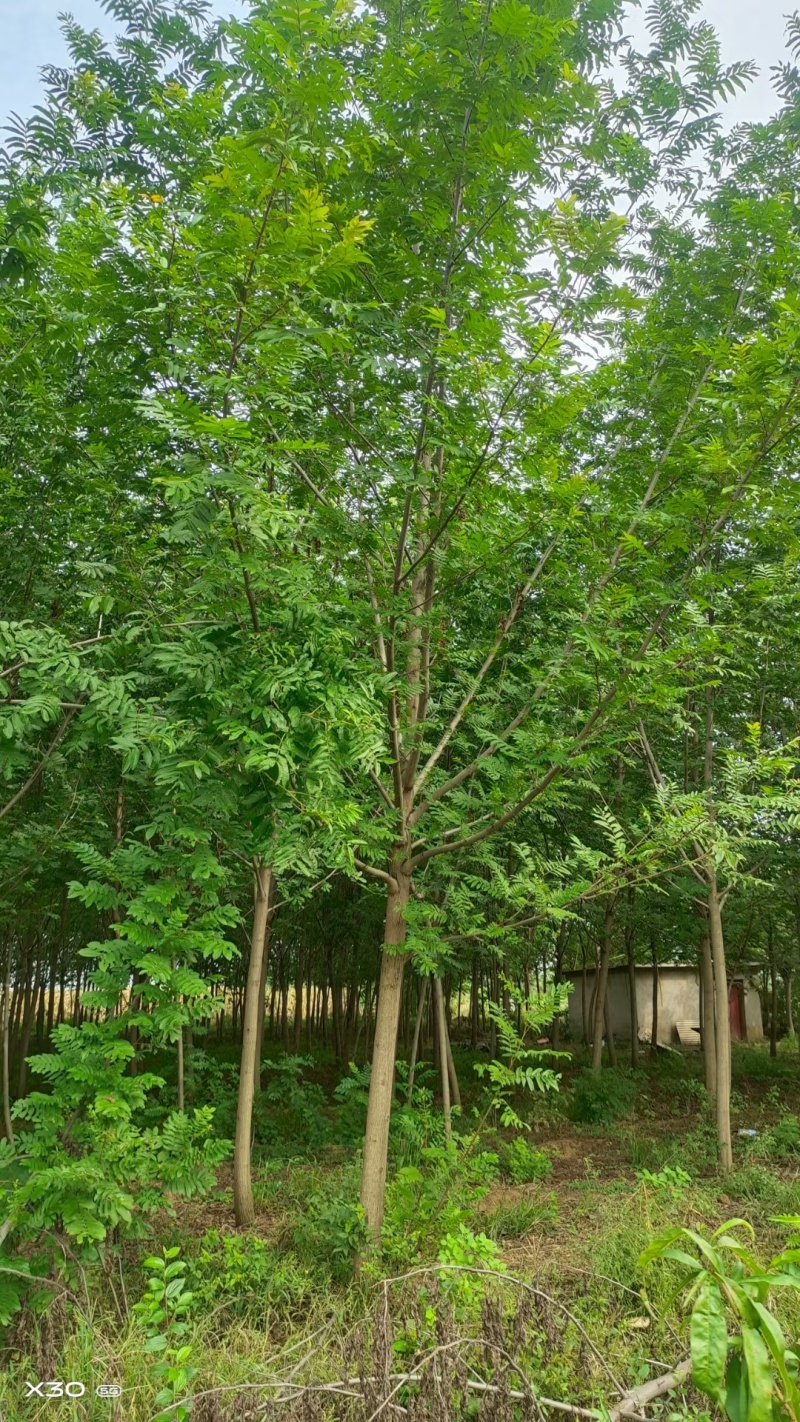 北方枫杨，物美价廉。