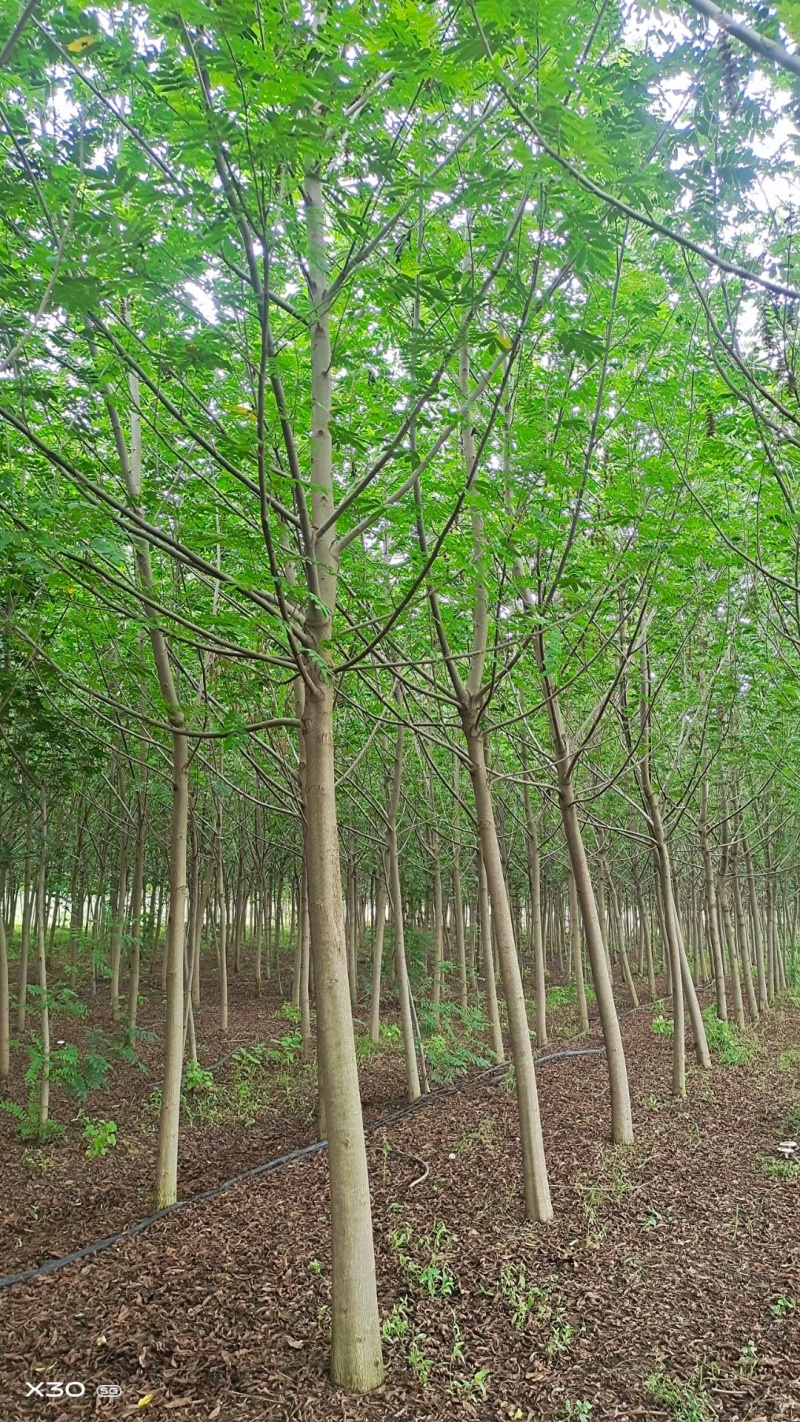 北方枫杨，物美价廉。