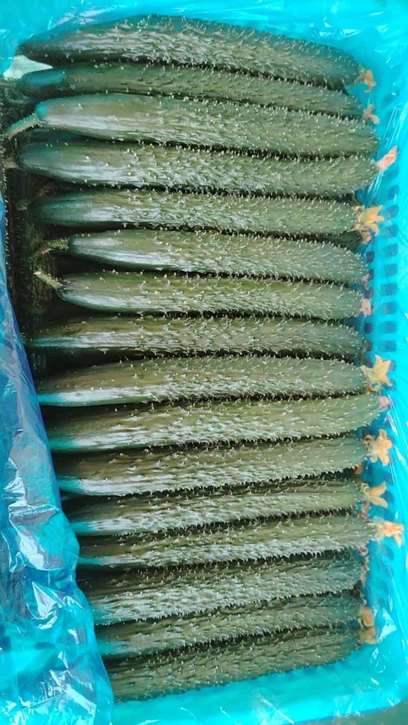 密刺黄瓜，大量供应一二三级黄瓜，提供各种包装，全国发货