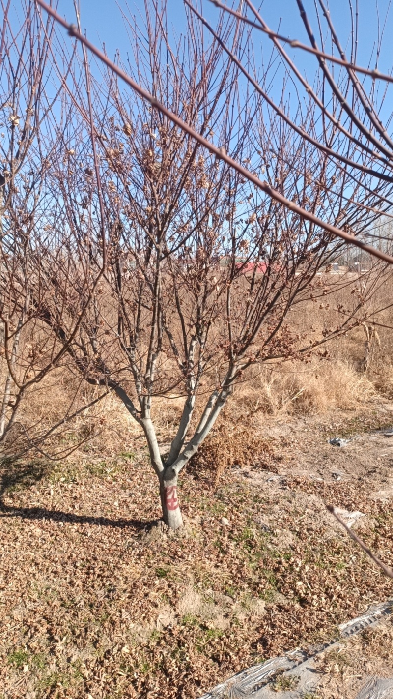 江苏，山东北方日本红枫，耐寒。1-15公分大量供应中