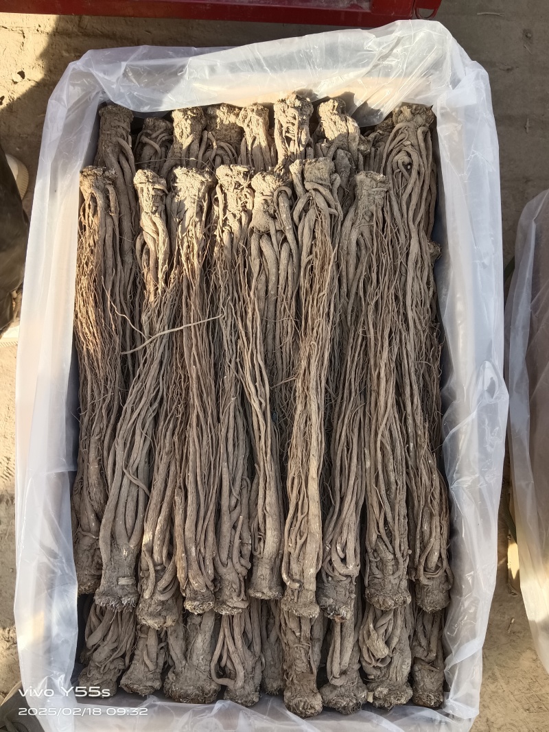 甘肃本地精品当归产地直发一手货源全国可发价格美丽
