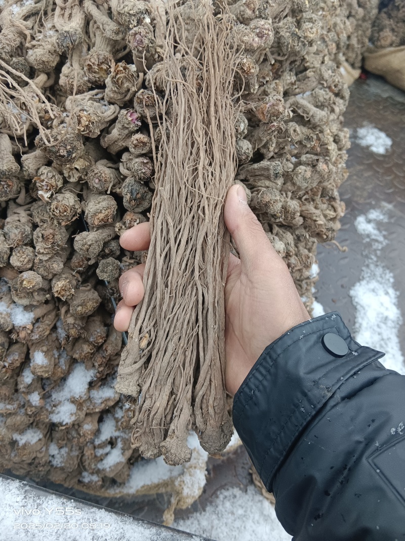 甘肃本地精品当归产地直发一手货源全国可发价格美丽