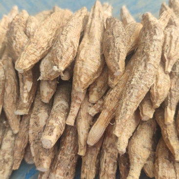 牛大力瓜子牛干货