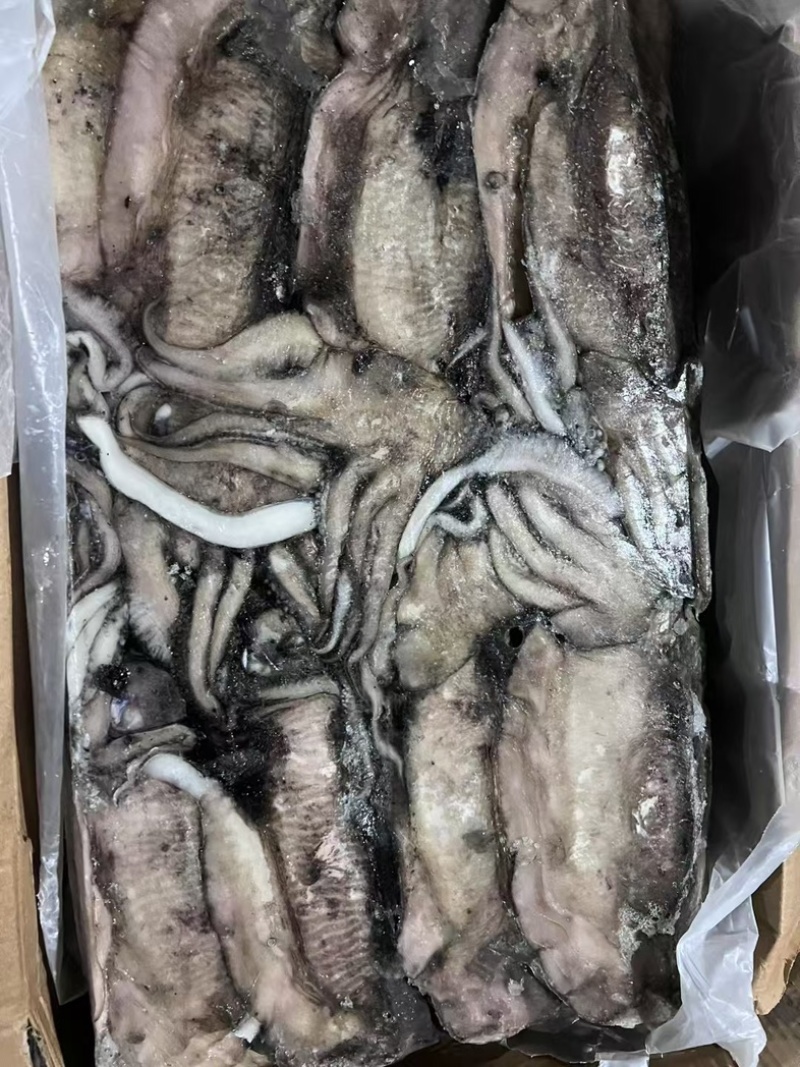 阿曼墨鱼原料1000-1500，1500-2000