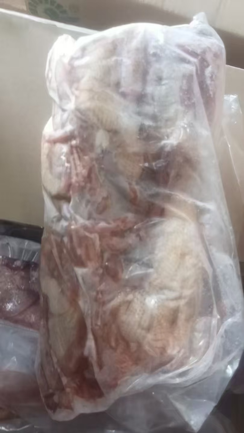 二级鸽子5-7两小包5只装还有15000只