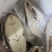 鳕鱼片鳕鱼块鳕鱼段冷冻鳕鱼