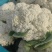 白面青梗松花菜**上市，可视频看货，代发全国