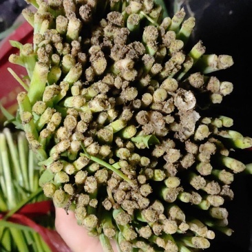 精品韭菜大量上市供应