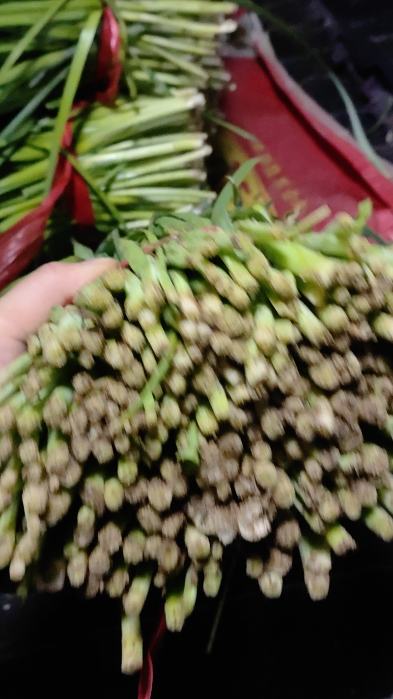 精品韭菜大量上市供应
