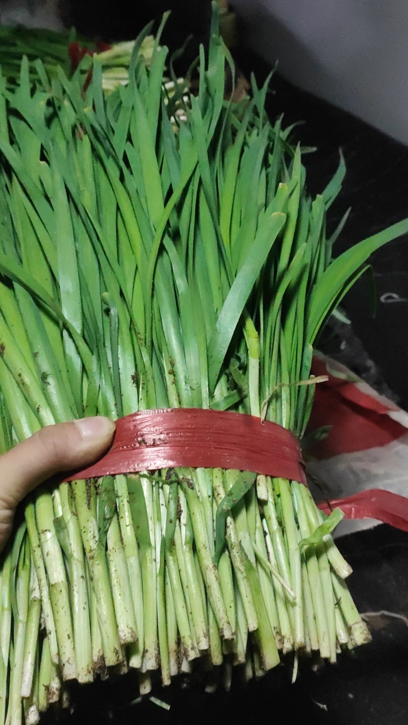 精品韭菜大量上市供应