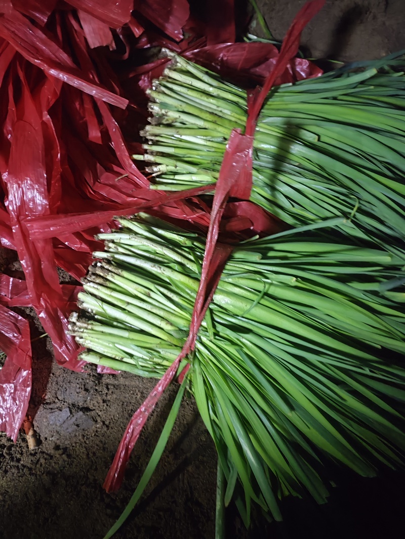 精品韭菜大量上市供应