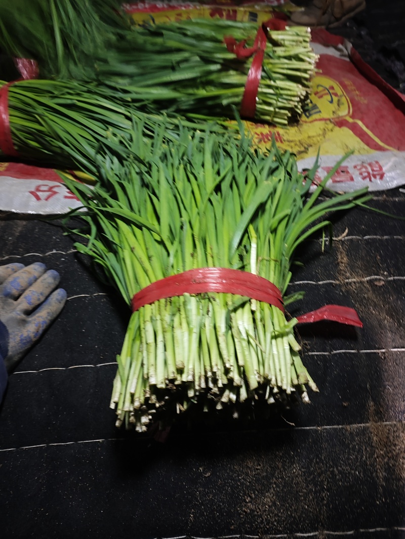 精品韭菜大量上市供应