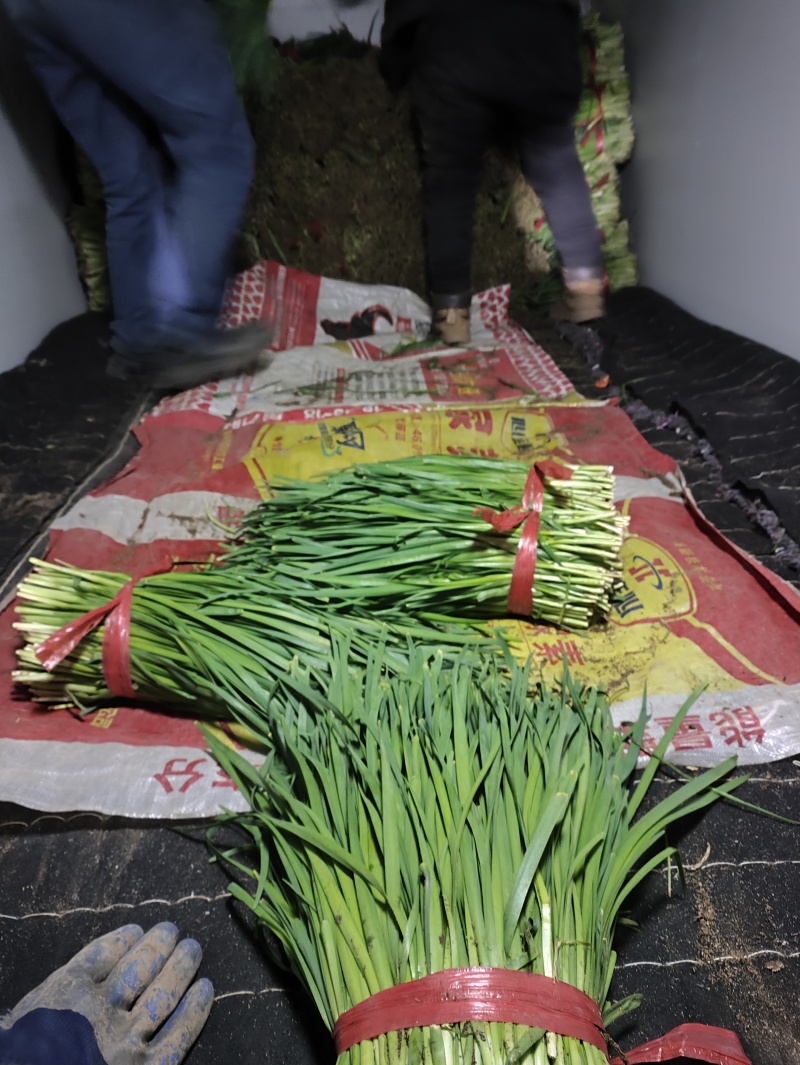 精品韭菜大量上市供应