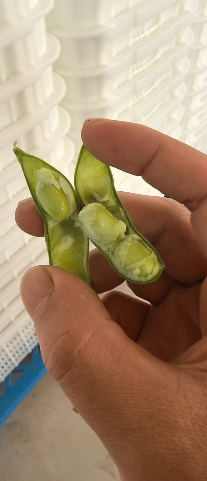 毛豆翠绿宝毛豆海南产区直发保质保量供货