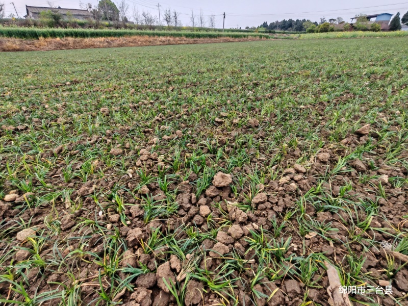 麦冬种苗，绿化苗