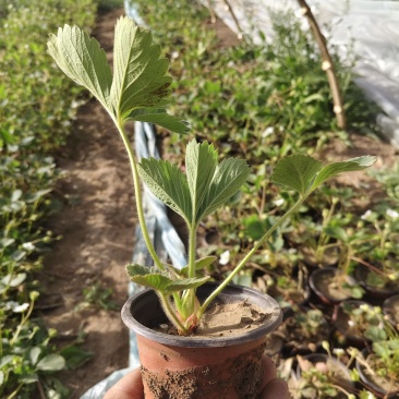 营养杯草莓苗原盆原土发货品种多成活率高花盆阳台田园大棚