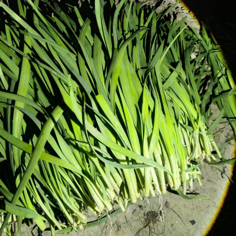 休眠新根头刀短短粗2025年露天的窄叶休眠头刀