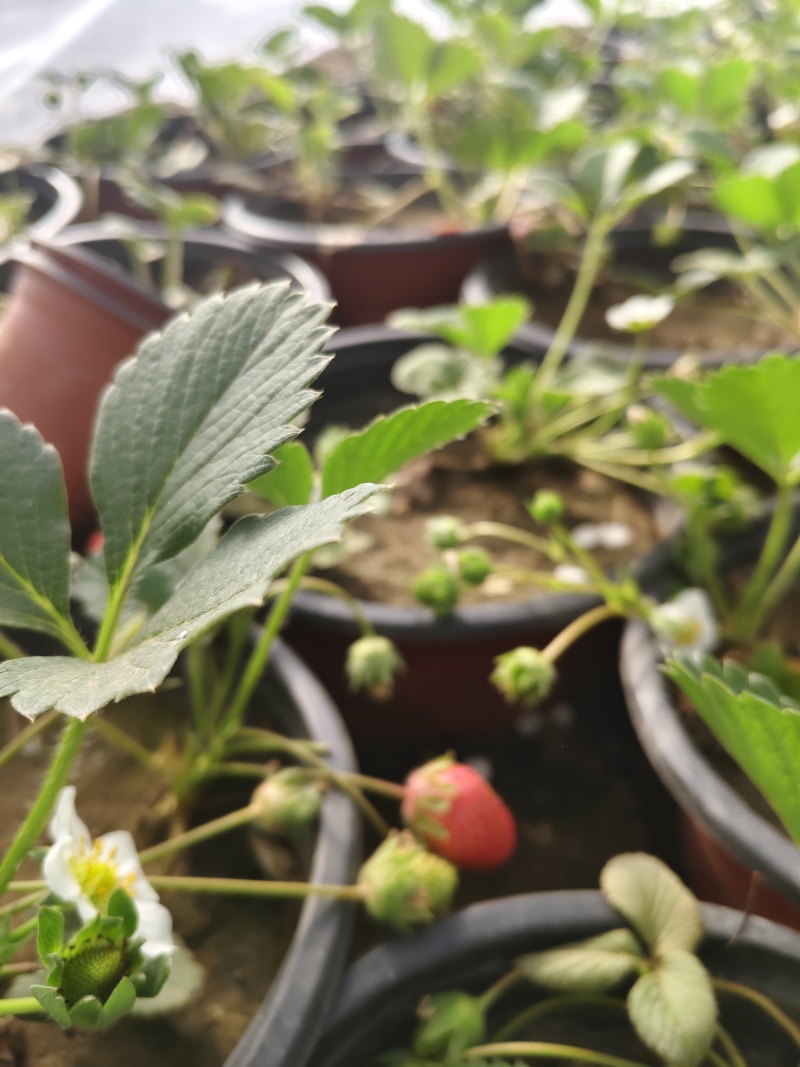营养杯草莓苗原盆原土发货品种多成活率高花盆阳台田园大棚
