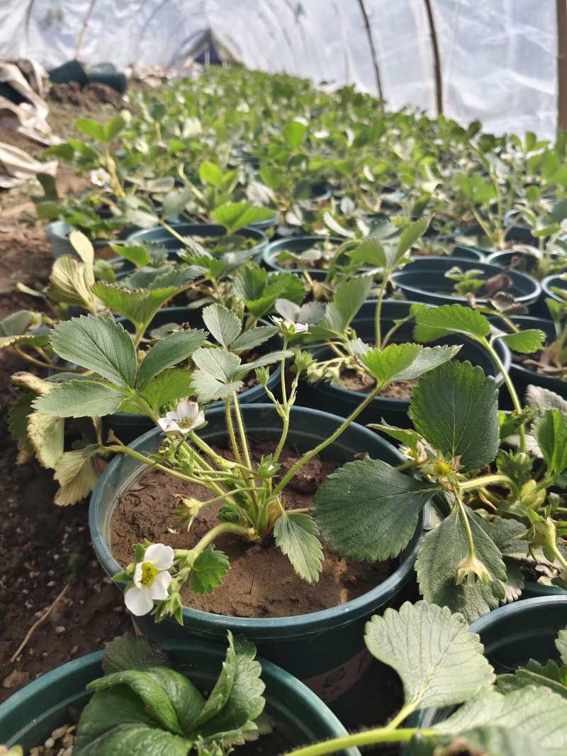 营养杯草莓苗原盆原土发货品种多成活率高花盆阳台田园大棚