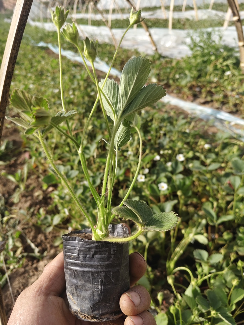 营养杯草莓苗原盆原土发货品种多成活率高花盆阳台田园大棚