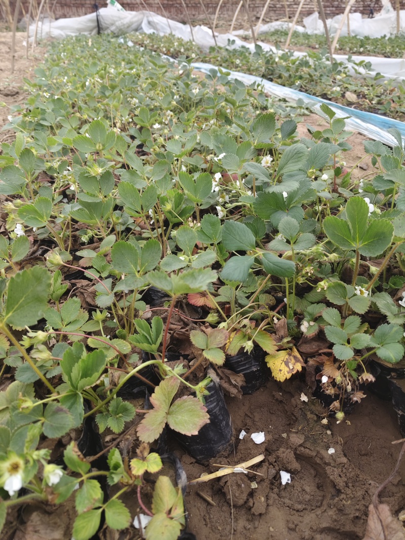 营养杯草莓苗原盆原土发货品种多成活率高花盆阳台田园大棚