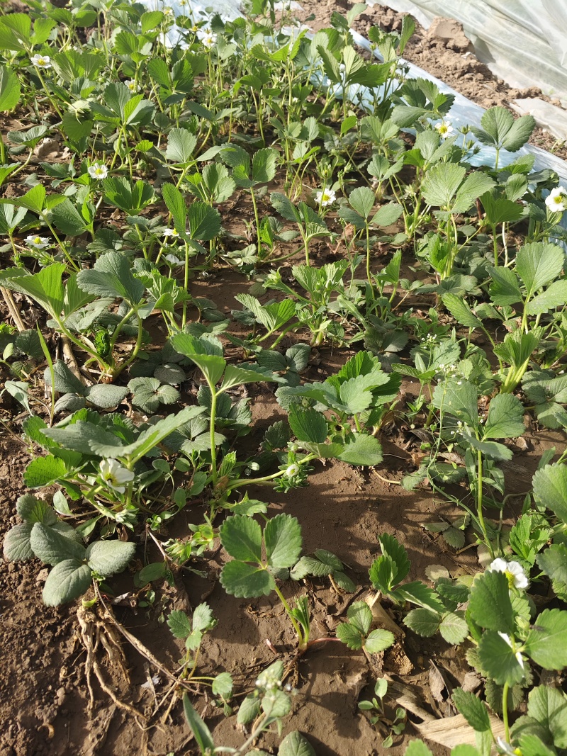 营养杯草莓苗原盆原土发货品种多成活率高花盆阳台田园大棚