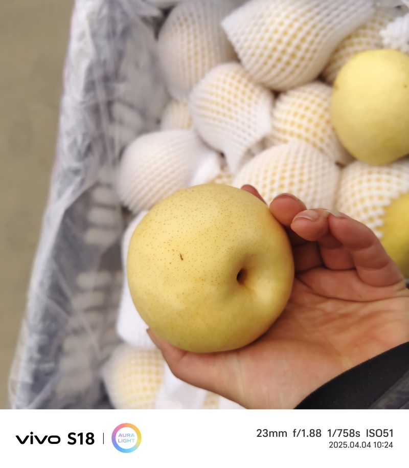 河北皇冠梨，冷库清仓大甩卖，继续销售商可开税票