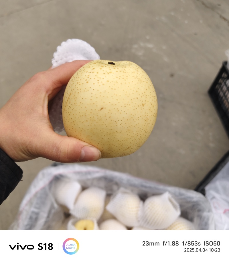 河北皇冠梨，冷库清仓大甩卖，继续销售商可开税票