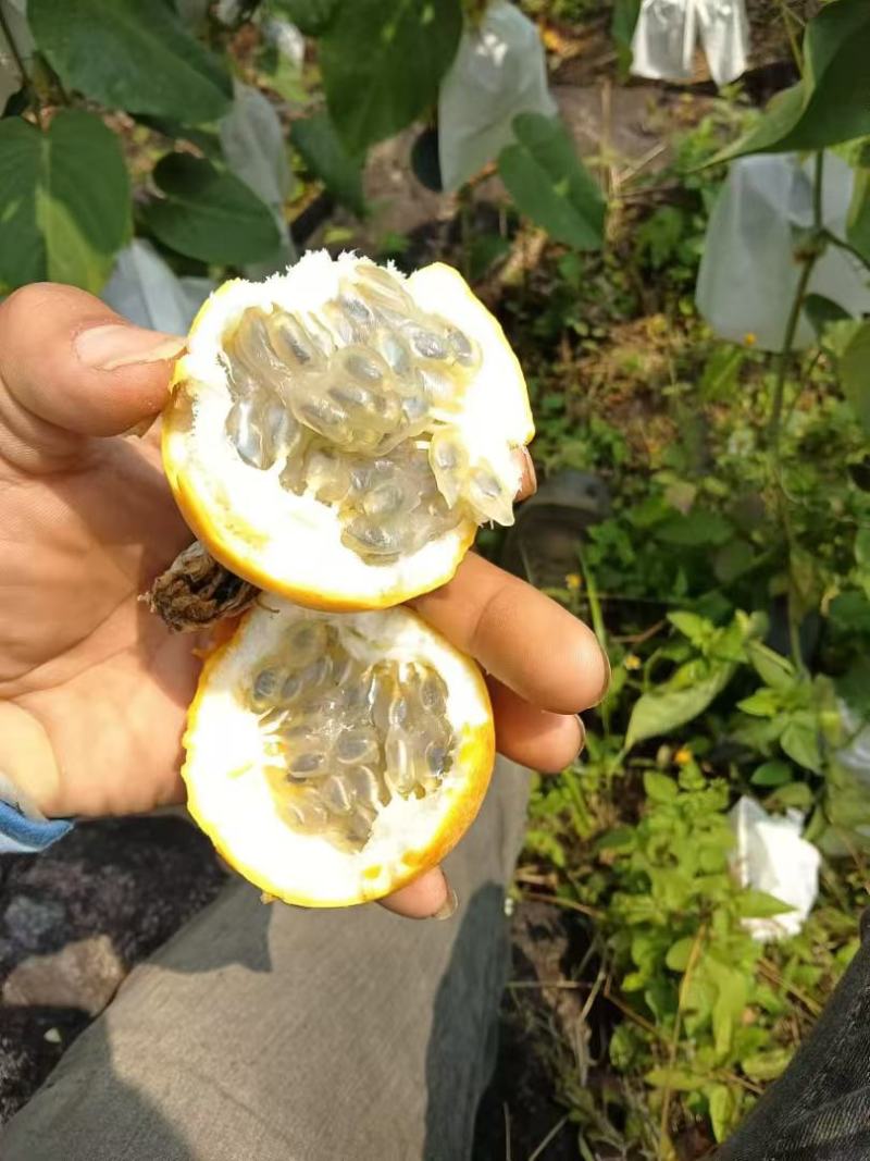 【正宗云南高山热情果】产地直发，没有中间商，现摘现发