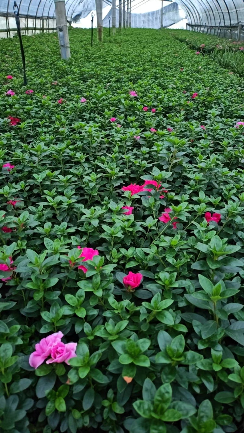 西洋鹃比利时杜鹃杯苗批发，基地直销，各种规格