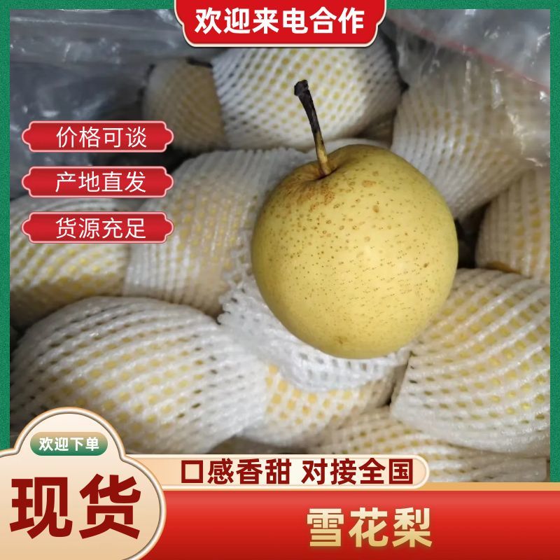 河北赵县雪花梨，冷库清仓大甩卖，急需销售商