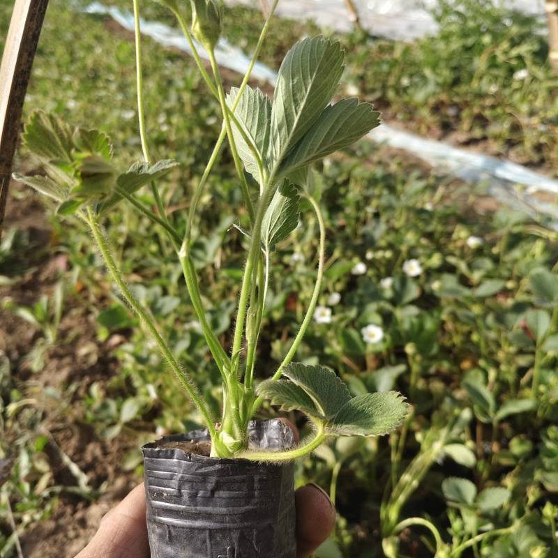 营养杯苗草莓苗红颜甜宝宁玉甜查理新丰一号联盟二号