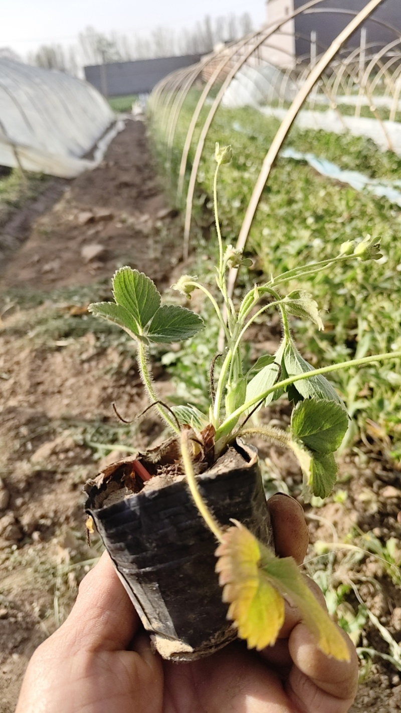 营养杯苗草莓苗红颜甜宝宁玉甜查理新丰一号联盟二号
