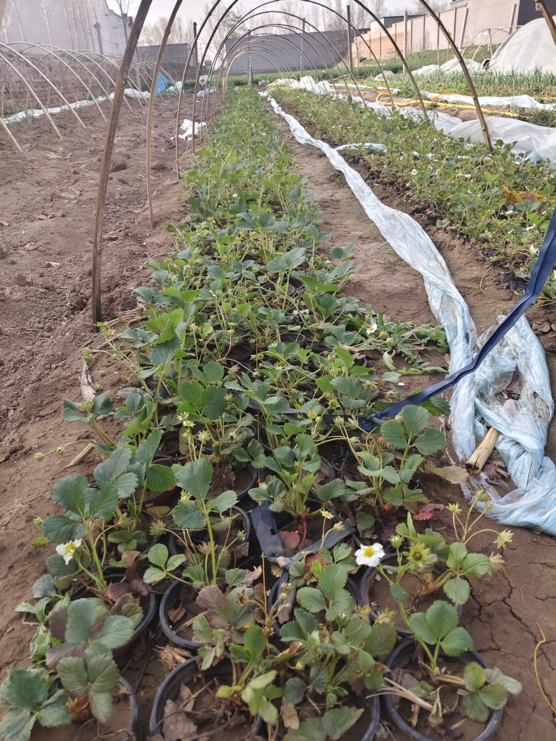 营养杯苗草莓苗红颜甜宝宁玉甜查理新丰一号联盟二号