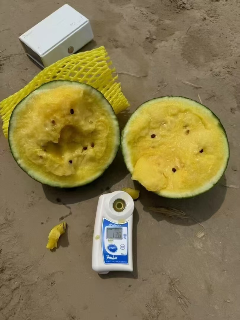 江苏盐城产区特小凤大量上市中皮薄多汁脆甜可口