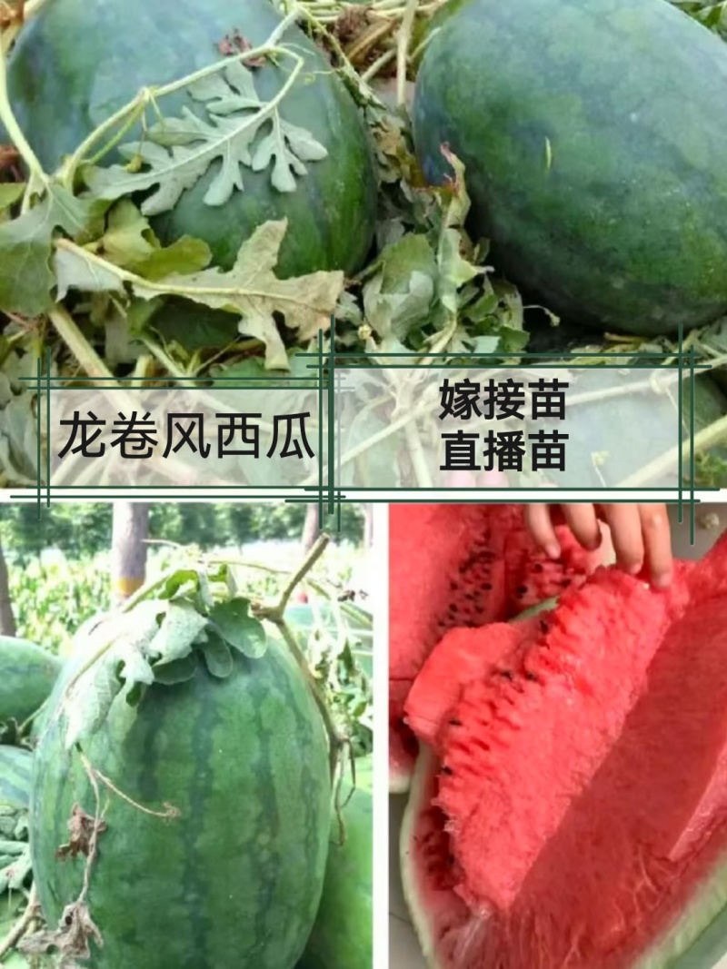 美都麒麟西瓜苗8424甜王2K金城5号糖度高有现苗