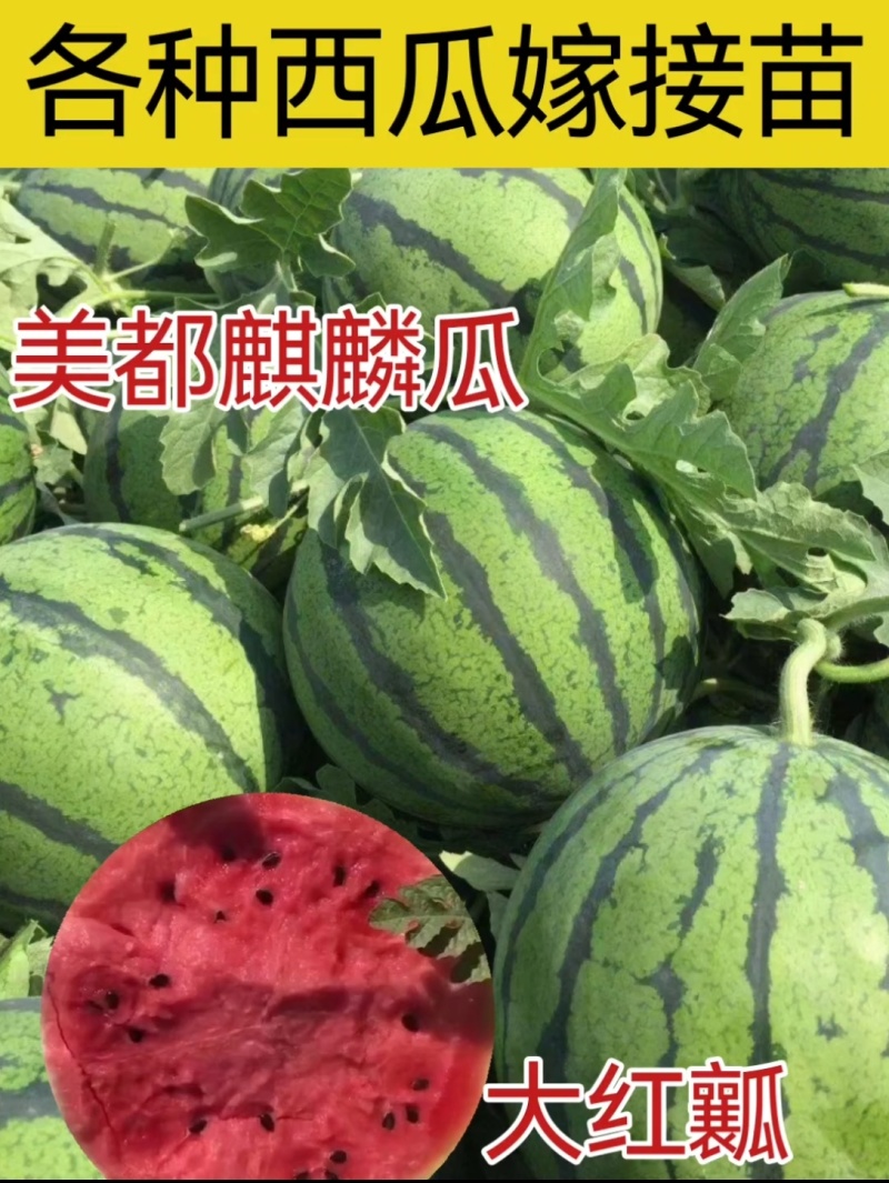 美都麒麟西瓜苗8424甜王2K金城5号糖度高有现苗