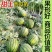 美都麒麟西瓜苗8424甜王2K金城5号糖度高有现苗
