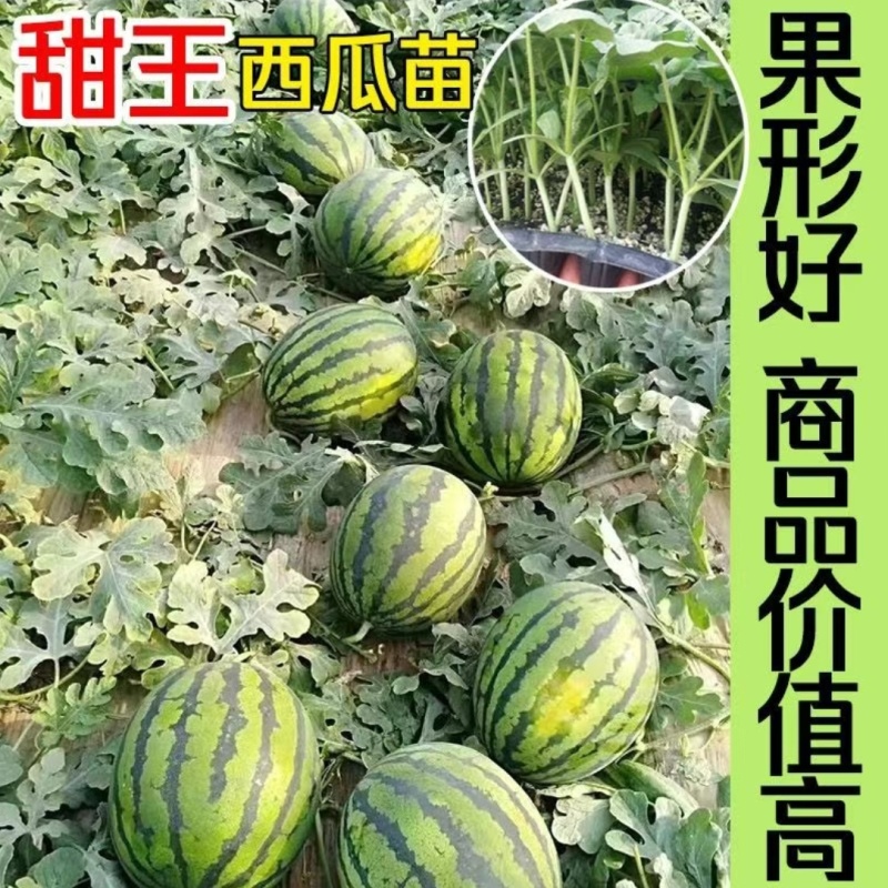 美都麒麟西瓜苗8424甜王2K金城5号糖度高有现苗