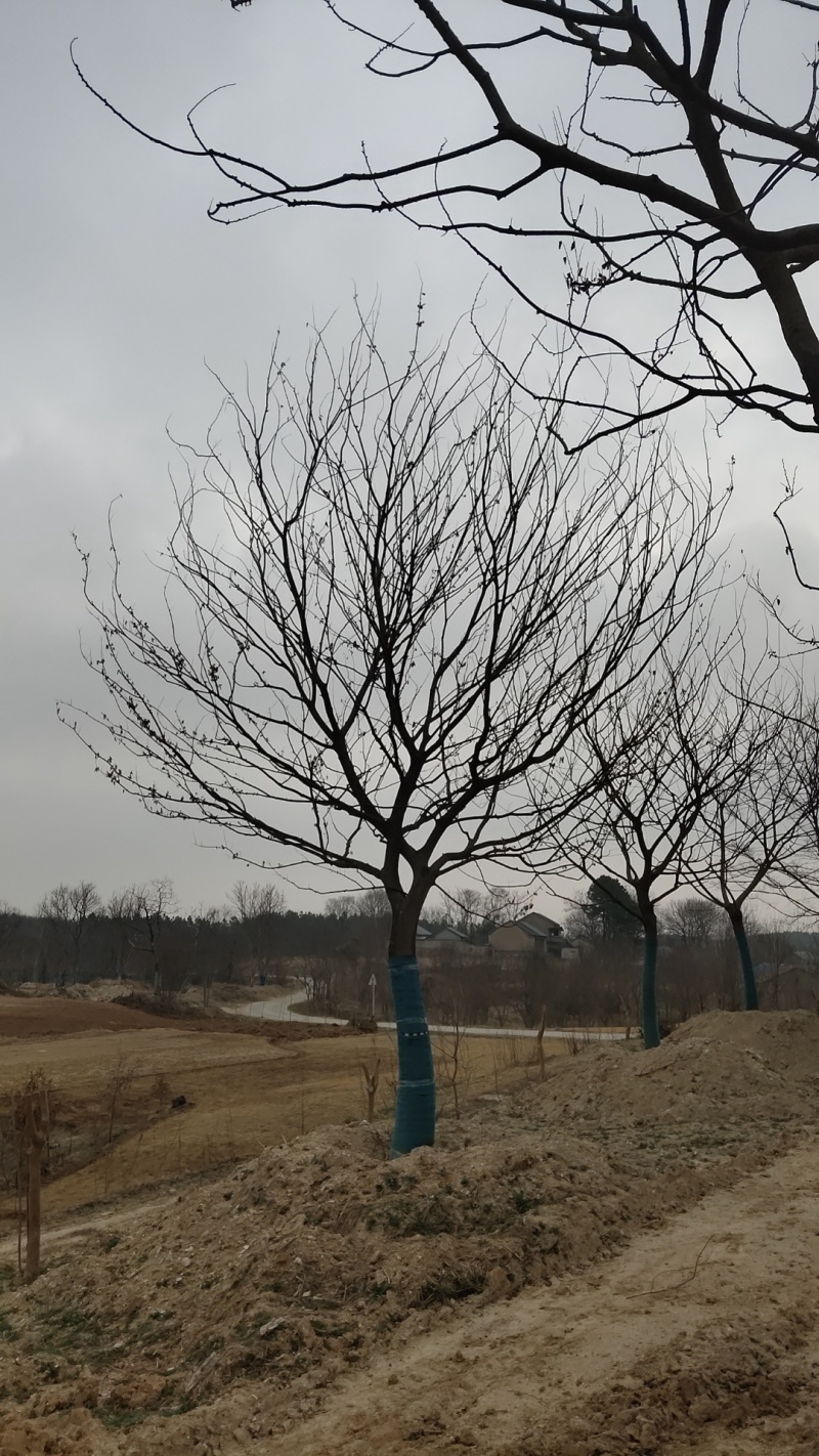 朴树价格，朴树产地，珊瑚朴价格，珊瑚朴产地，
