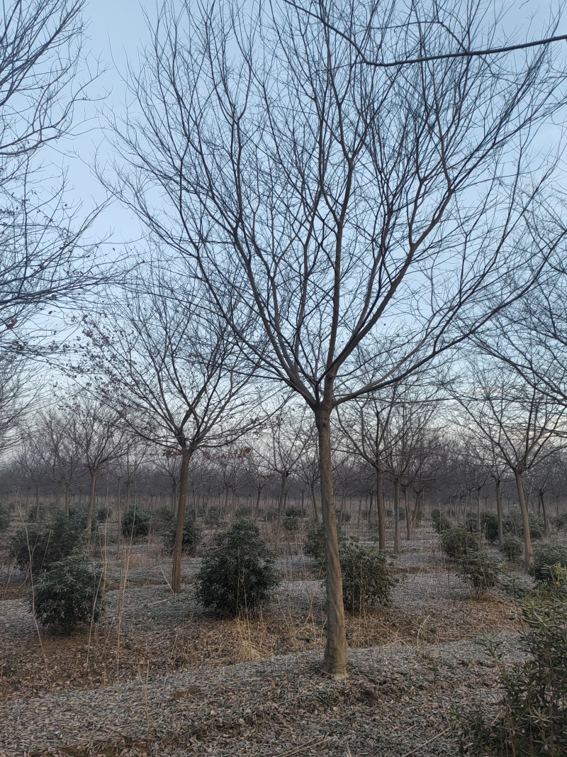 朴树价格，朴树产地，珊瑚朴价格，珊瑚朴产地，