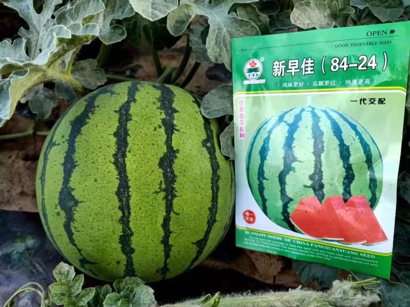美都麒麟西瓜苗8424甜王2K金城5号糖度高有现苗