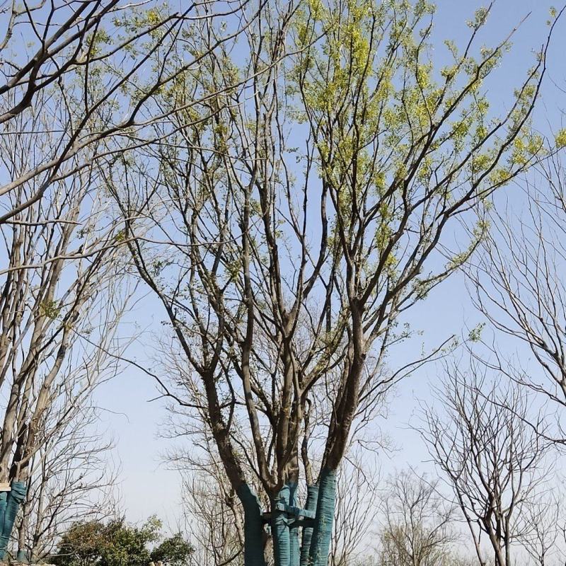 丛生朴树价格，丛生朴树产地，丛生朴树基地