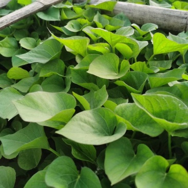 红瑶蜜薯苗、榴莲蜜薯苗拔苗大田苗都有汀甜大型育苗基地直供